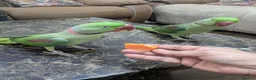 Parrots birds for sale: Male and Female Pair Parrot in Romford - Advert 2