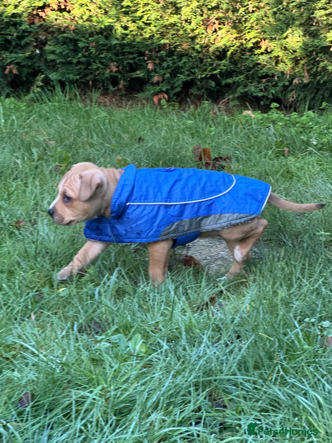 Mixed Breed dogs for sale: Gorgeous Female Puppy For Sale - Advert 3