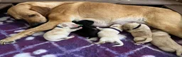 Labrador Retriever dogs for sale: Beautiful Labrador Puppies - KC Registered  in Luton - Advert 10