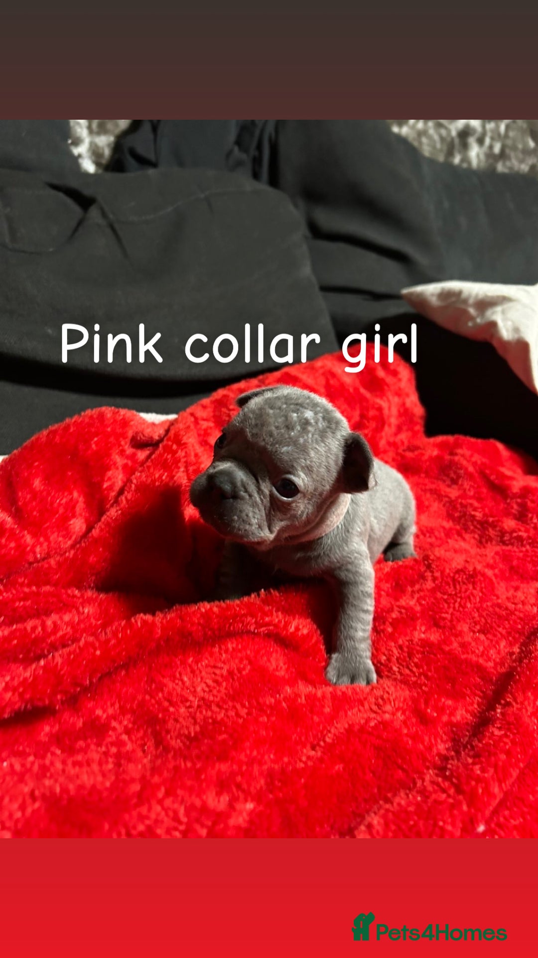 French Bulldog dogs for sale: Pure breed french bulldog  - Advert 7