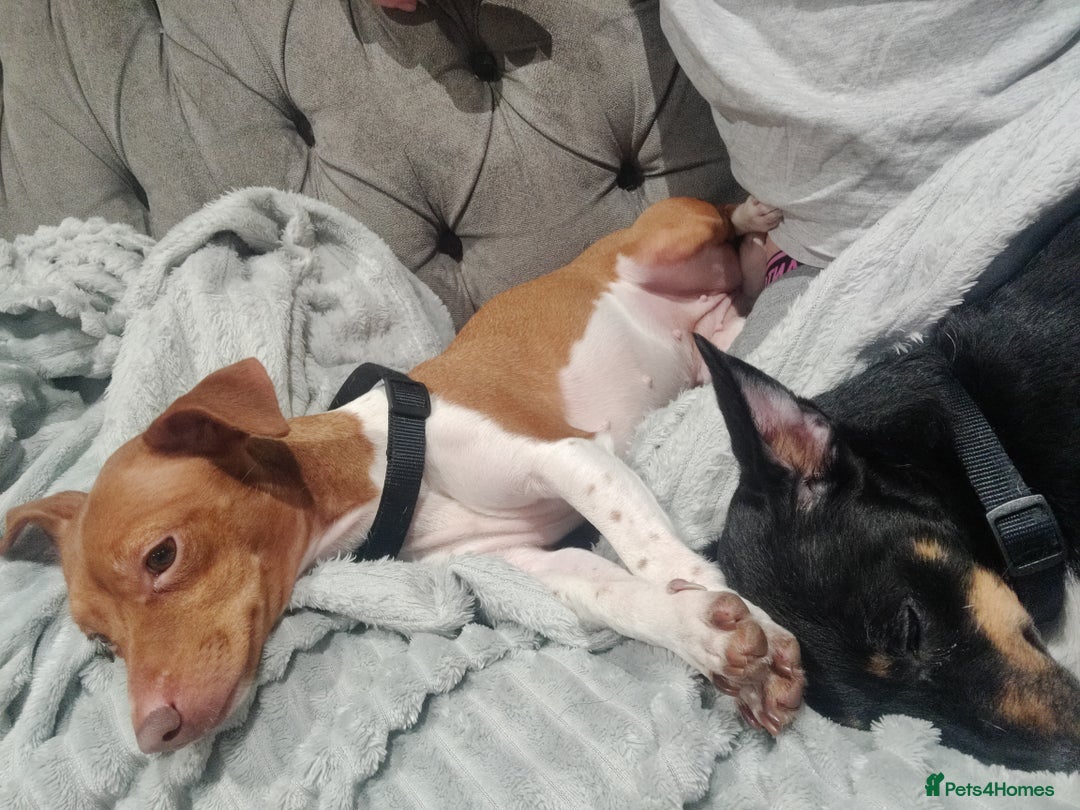 Jack Russell dogs for sale: 2 x Beautiful Jack Russells  - Image 9