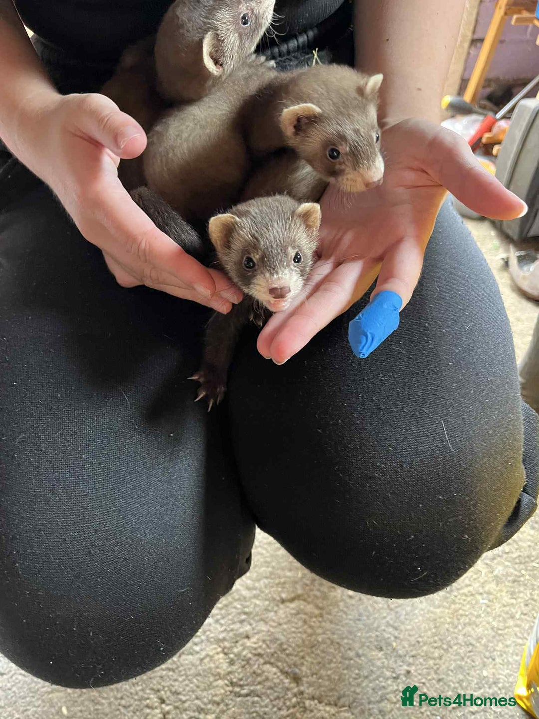 Ferret rodents for sale: Light coloured ferret kits - Image 3