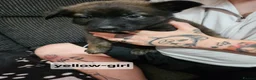 Mixed Breed dogs for sale: German shepherd x dutch shepherd  in Grimsby - Advert 9