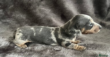 Miniature Dachshund dogs - Advert 10