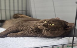 British Shorthair cats for sale: ✨️Outstanding GCCF Grand Chmp Line BSH ❤️ - Image 35