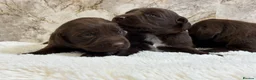 Cockerdor dogs for sale: Chunky Cockador puppies 🐶  - Advert 3
