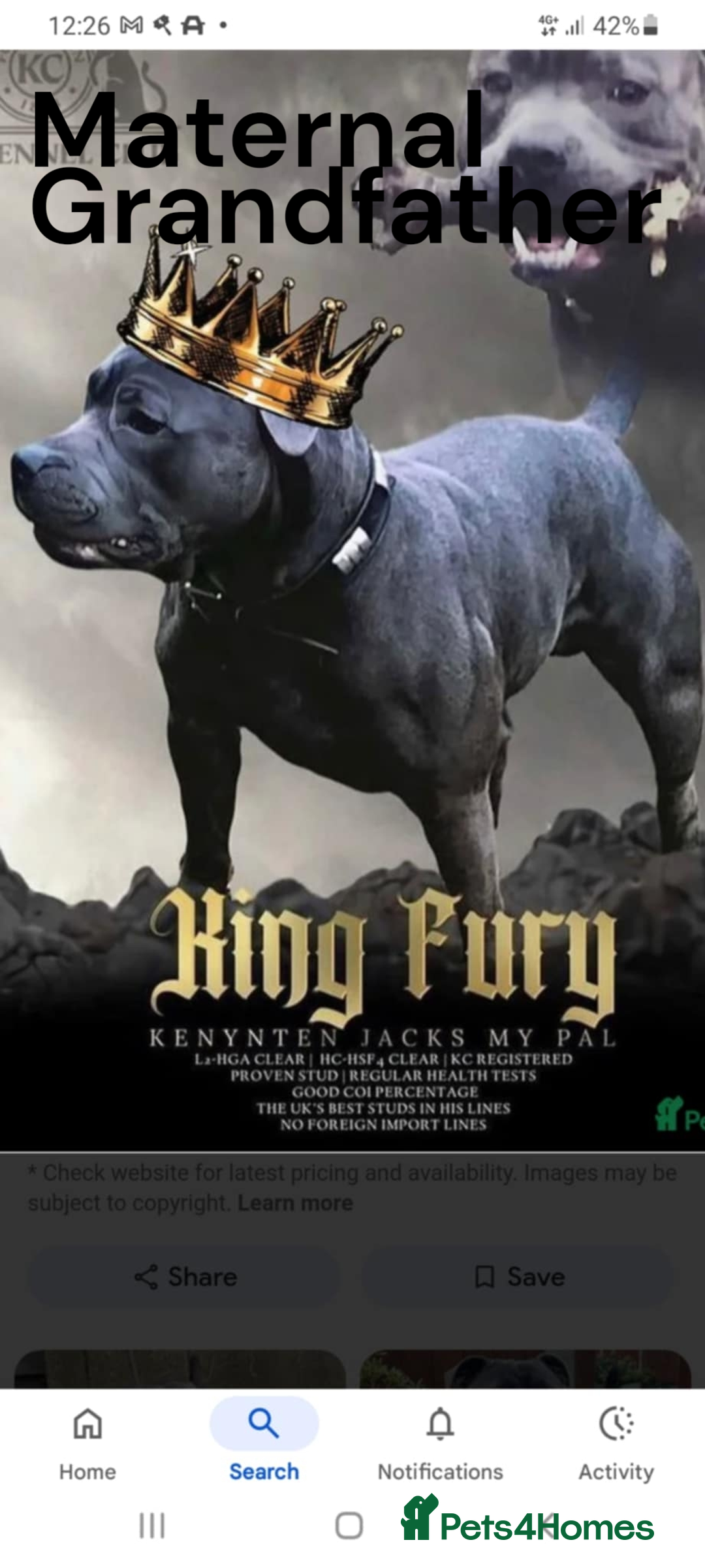 Staffordshire Bull Terrier dogs for sale: Two male four female - Advert 31