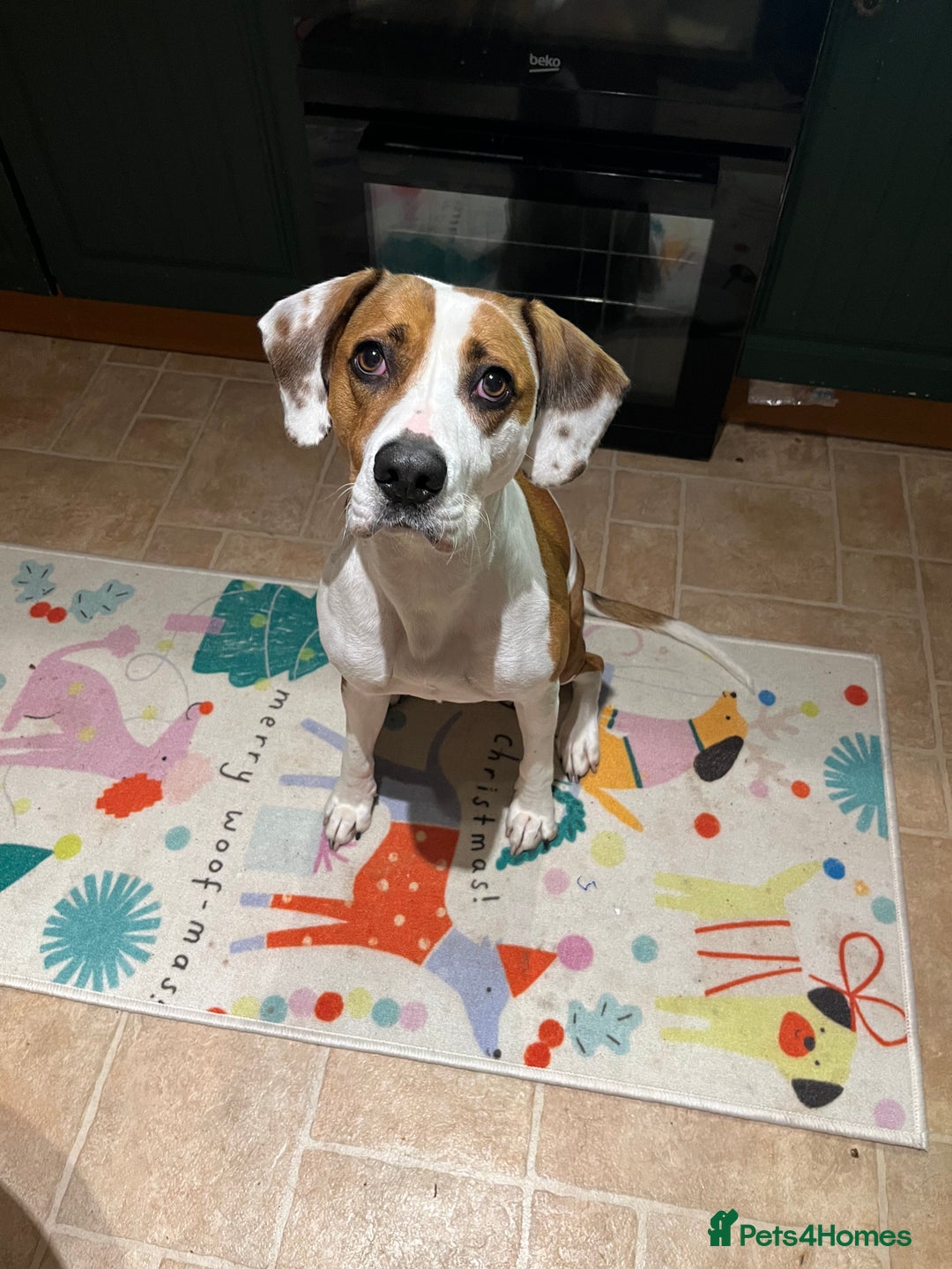 Mixed Breed dogs for sale: American staffy/cocker spaniel cross  - Advert 1