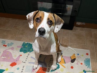 Mixed Breed dogs American staffy/cocker spaniel cross - Advert 1