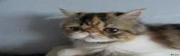 Persian cats for sale: Fantastic Female Persian kitten ready now - Advert 7