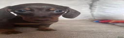 Miniature Dachshund dogs for sale: Miniature dachshunds  - Advert 2