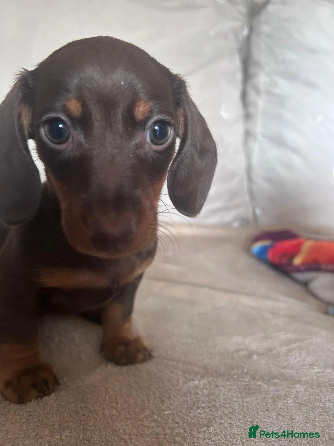 Miniature Dachshund dogs for sale: Miniature dachshunds  - Advert 2
