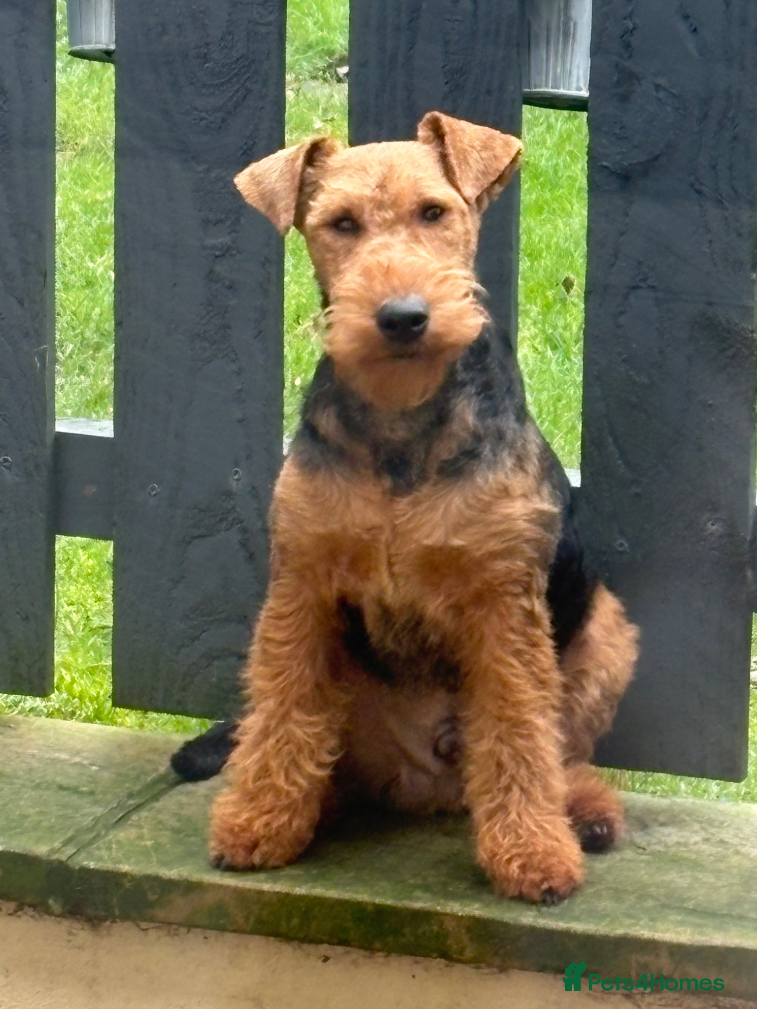 Welsh Terrier dogs Welsh terrier for stud (proven) - Advert 2