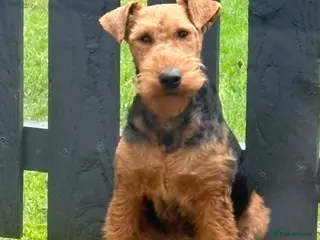 Welsh Terrier dogs Welsh terrier for stud (proven) - Advert 2
