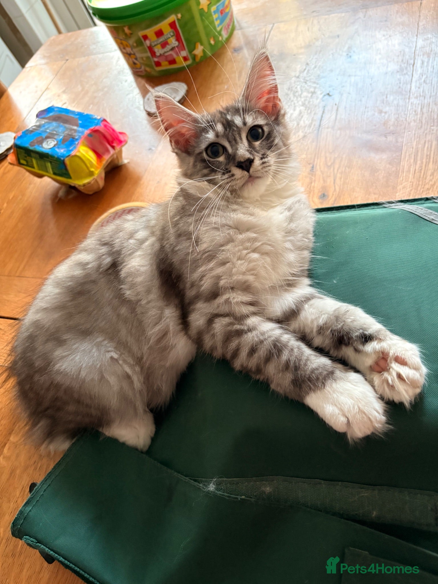 Maine Coon cats 💖Tica register kitted💖 - Advert 1