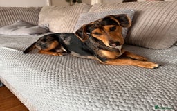 Dachshund dogs for sale: Standard dashaund wire haired  - Image 2