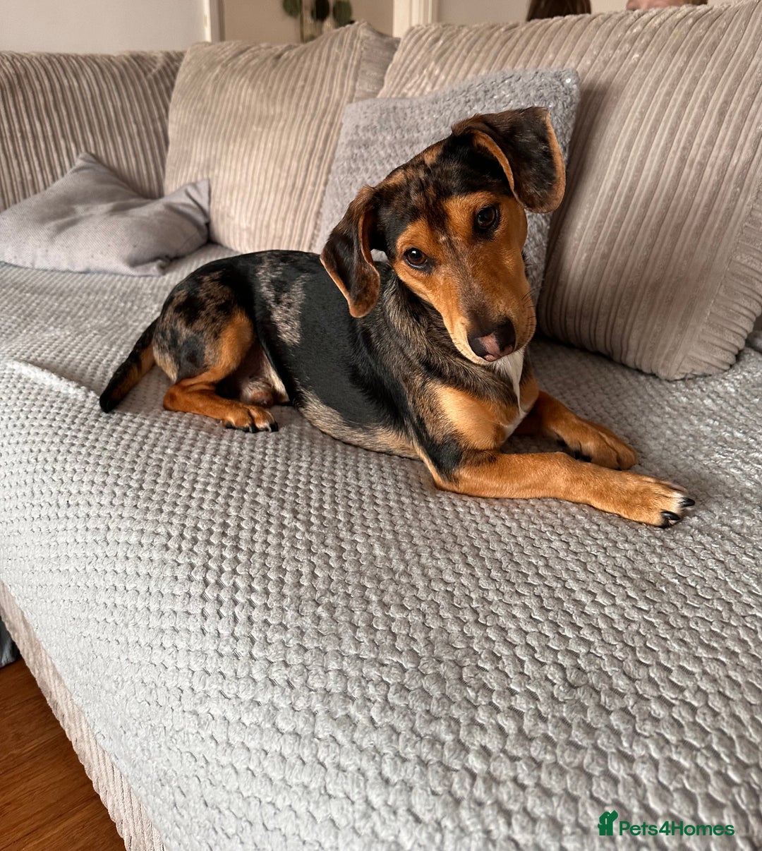 Dachshund dogs for sale: Standard dashaund wire haired  - Image 2