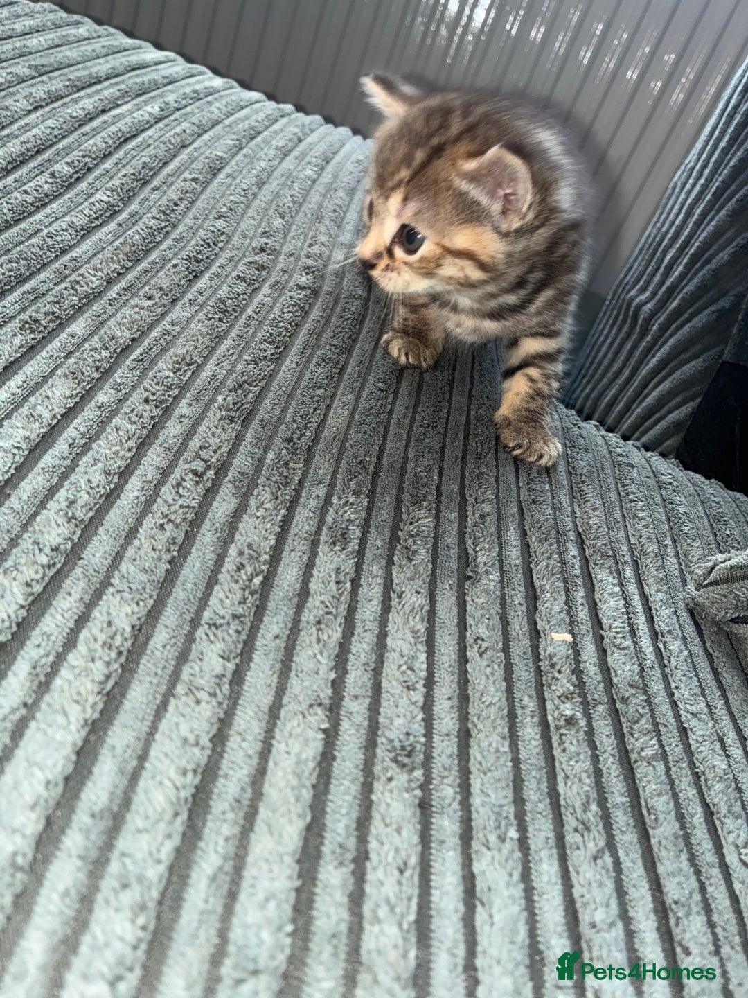 British Shorthair cats for sale:  British shorthair / American bobtail - Image 9