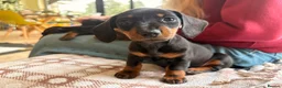 Miniature Dachshund dogs for sale: Baby Girl Mabel - Miniature Dachshund  - Advert 2