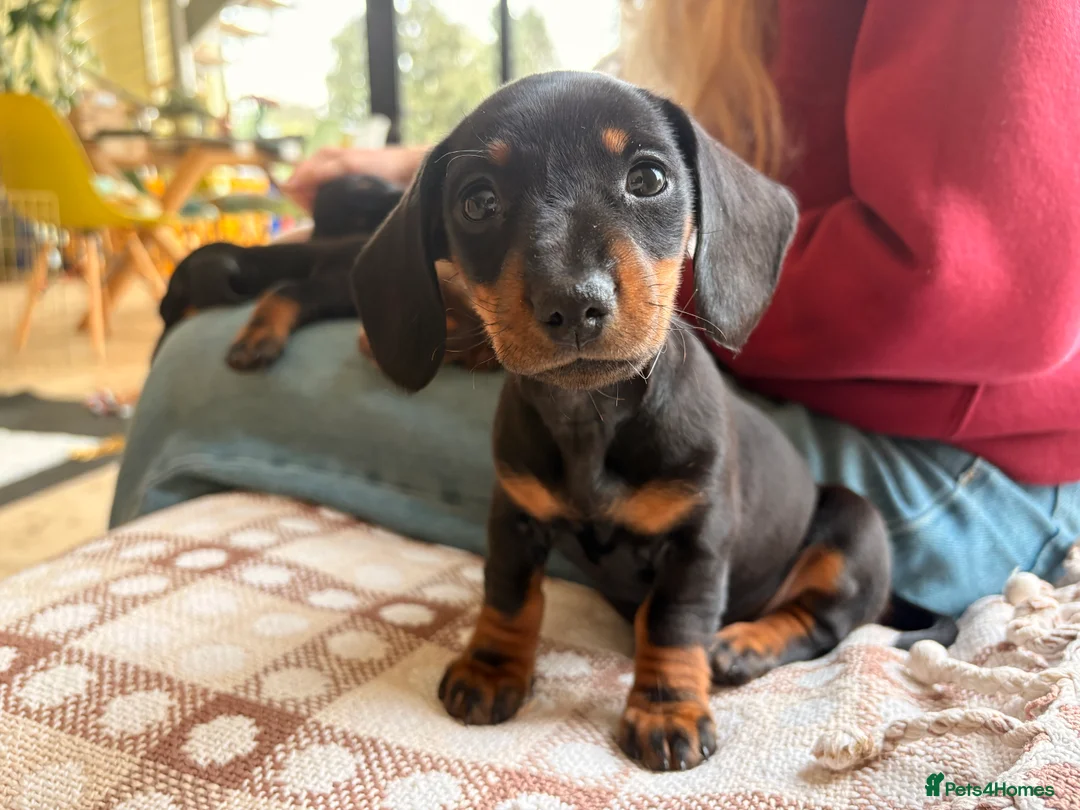 Miniature Dachshund dogs for sale: Baby Girl Mabel - Miniature Dachshund  - Advert 2