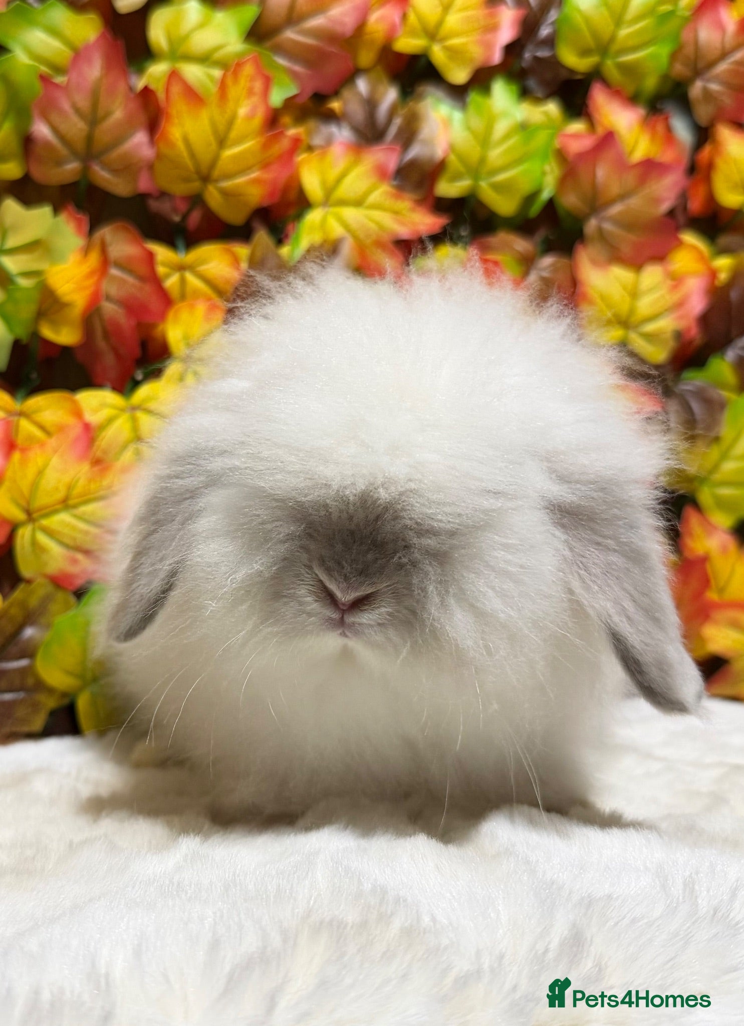 Mini Lop rabbits Teddywidder Boy  - Advert 19