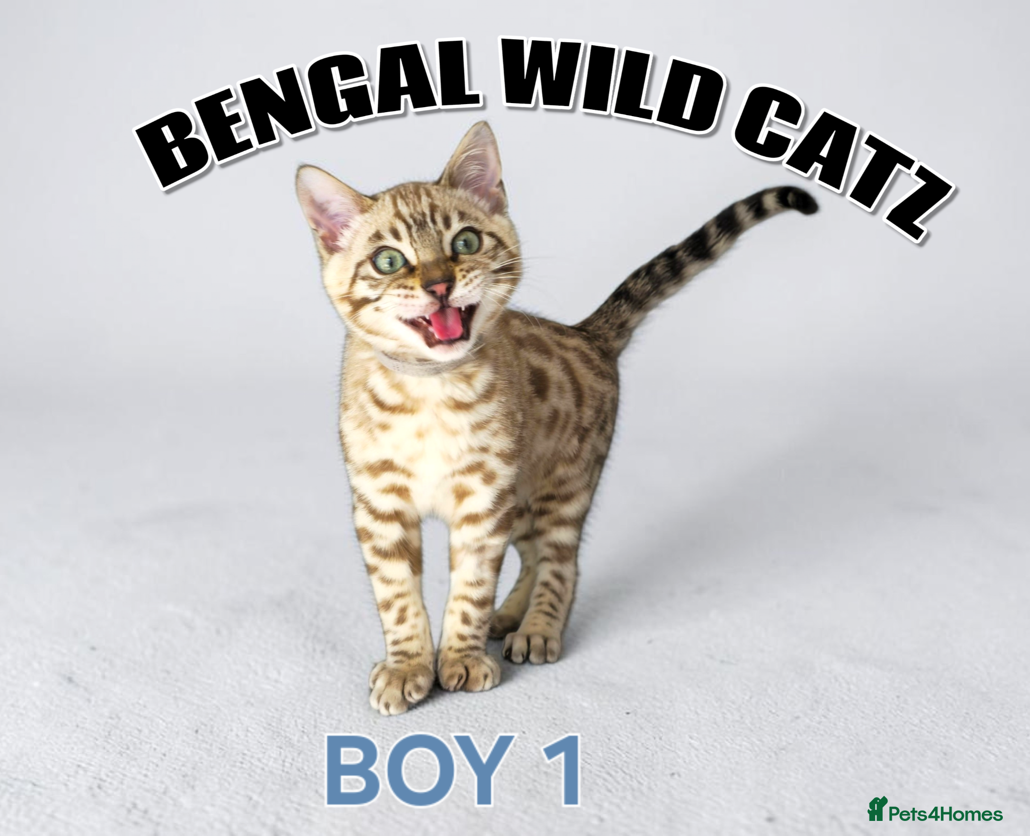 Bengal cats for sale: 4 bengal boys ready to leave now - Advert 17