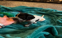 Cocker Spaniel dogs for sale: Georgous blue roan cocker spaniels - Image 38