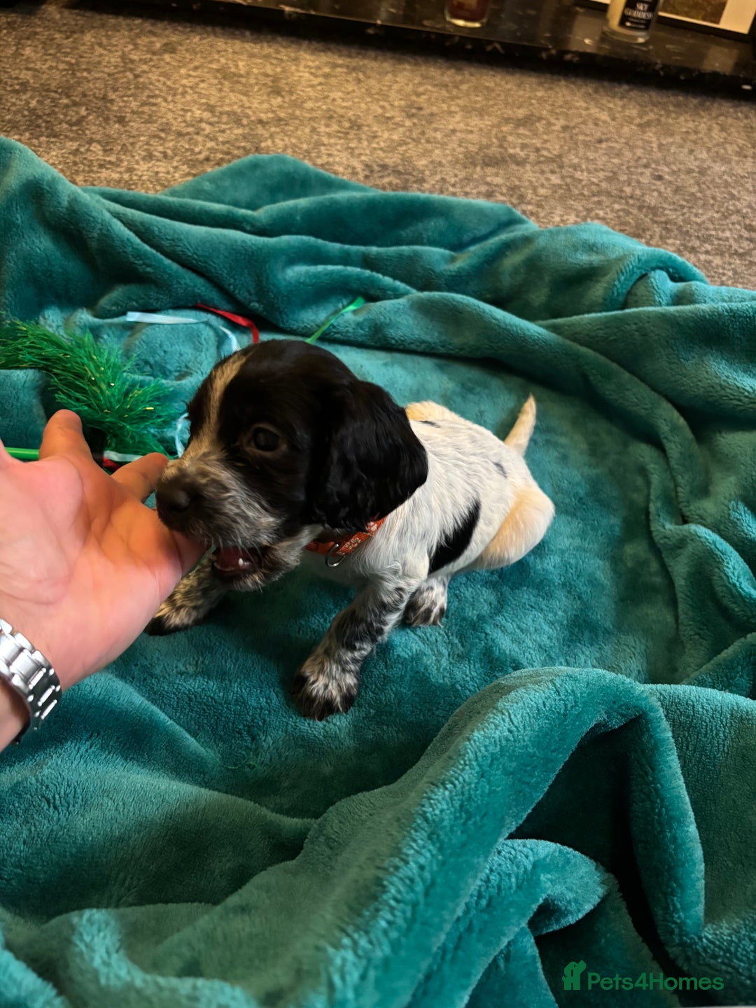 Cocker Spaniel dogs for sale: Georgous blue roan cocker spaniels - Image 38