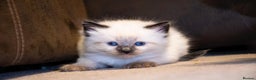 Ragdoll cats for sale: 🏅Last 2 GCCF Ragdoll kittens Ready now - Advert 25