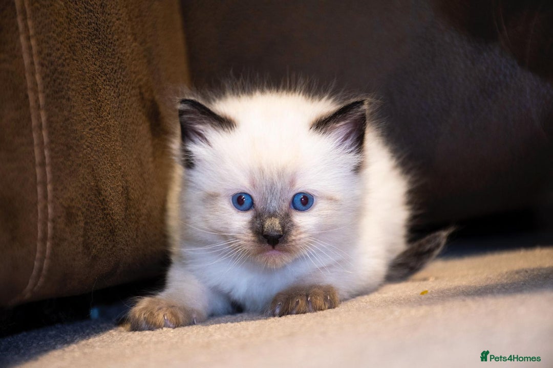 Ragdoll cats for sale: 🏅Last 2 GCCF Ragdoll kittens Ready now - Advert 25