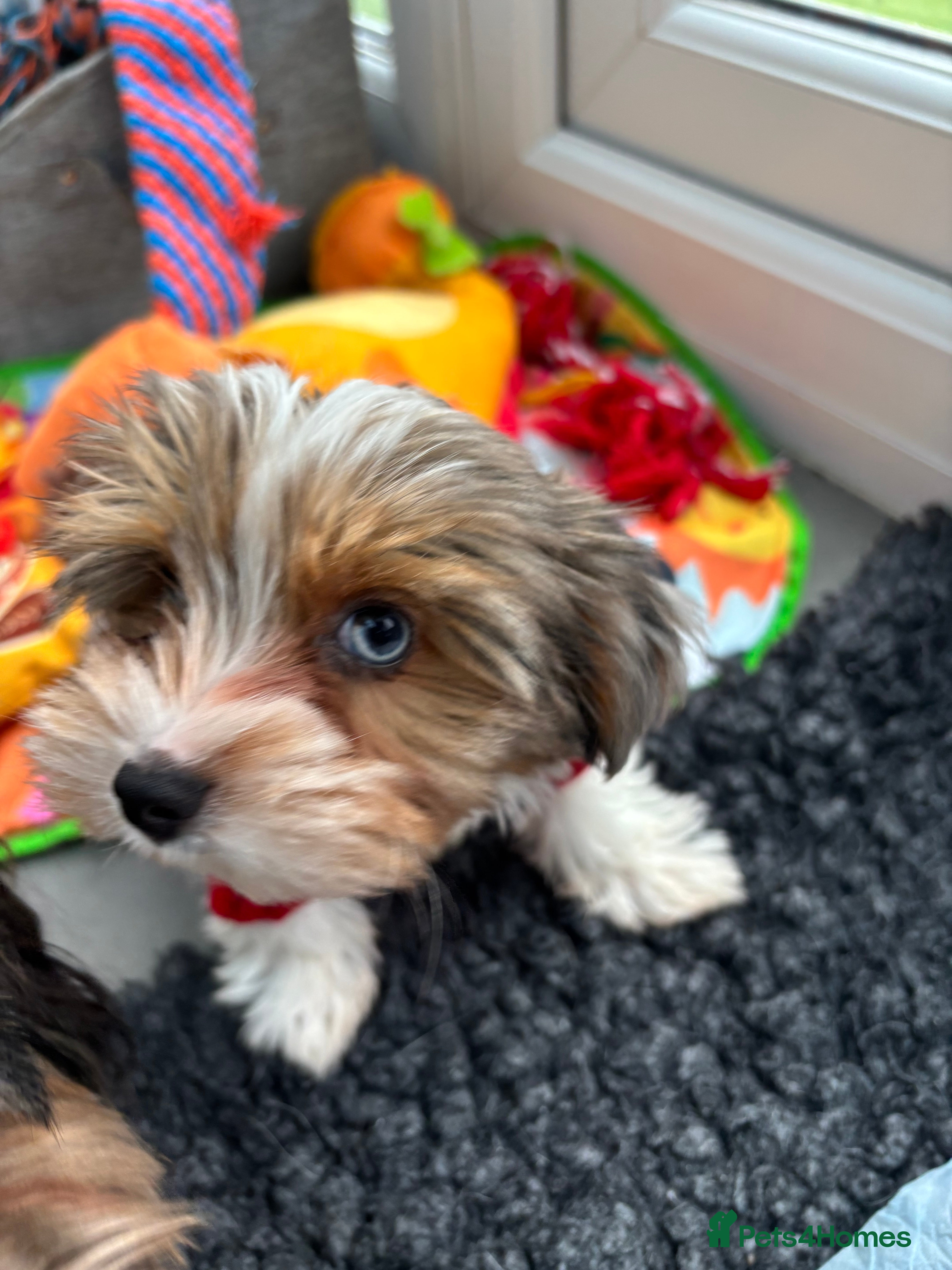 Biewer Terrier dogs 2 Biewer Terrier Puppies for sale in Cheshire  - Advert 1