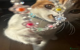 Domestic Shorthair cats for sale: Female Calico - Image 12