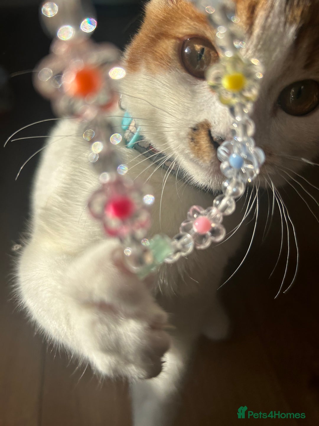 Domestic Shorthair cats for sale: Female Calico - Image 12