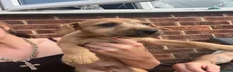 Mixed Breed dogs for sale: Patterdale x beddilington terrrier - Advert 5