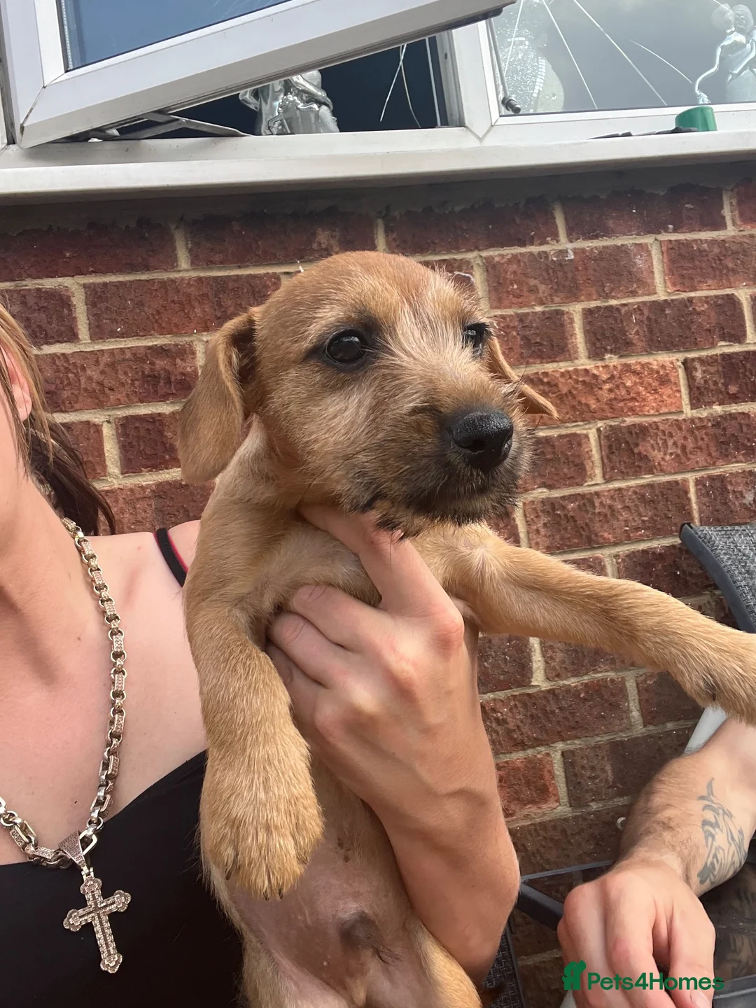 Mixed Breed dogs for sale: Patterdale x beddilington terrrier - Advert 5