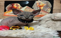 Sphynx cats for sale: Sphynx kittens✨ - Image 4