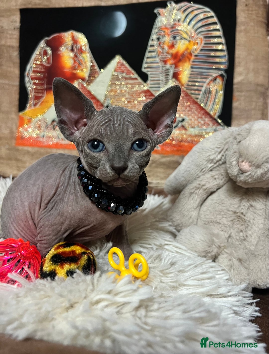 Sphynx cats for sale: Sphynx kittens✨ - Image 4