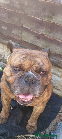 Mixed Breed dogs - Advert 7