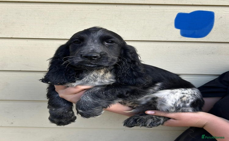 Cocker Spaniel dogs - Advert 2