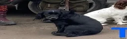 Cocker Spaniel dogs for sale: Quality health tested working cocker puppies - Advert 14