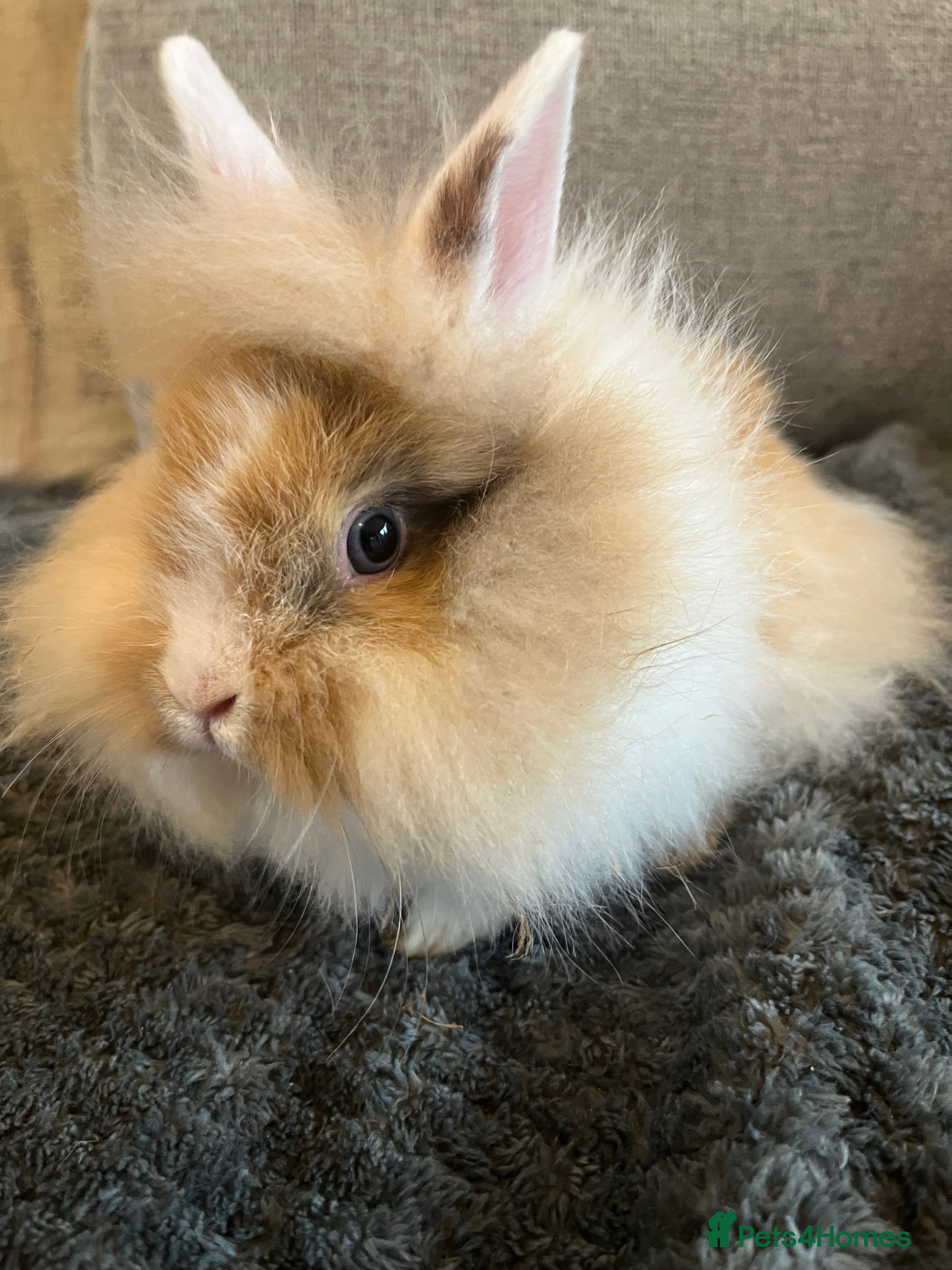 Lionhead rabbits 2 BOY LIONHEAD RABBITS READY NOW - Advert 1