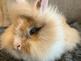 Lionhead rabbits 2 BOY LIONHEAD RABBITS READY NOW - Advert 1