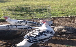 Turkeys poultry for sale: Turkey poults - Image 1