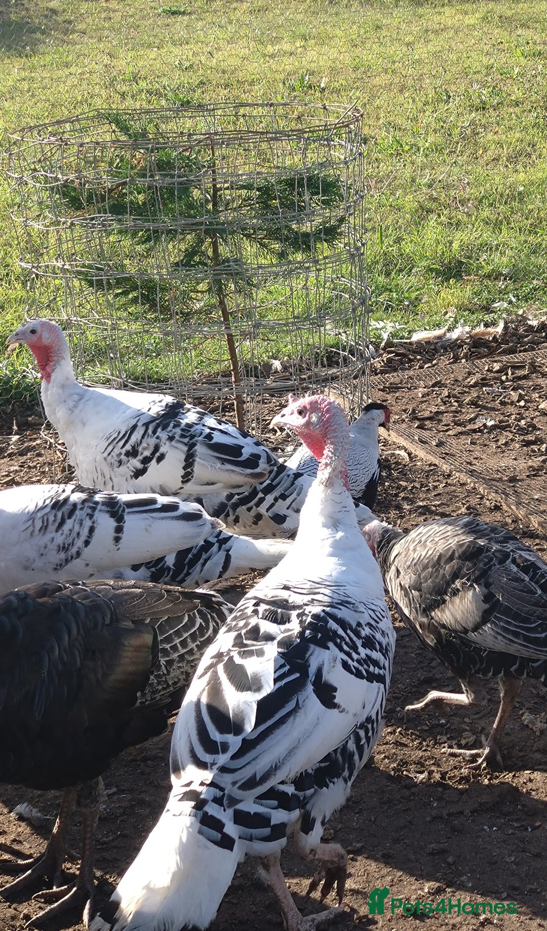Turkeys poultry for sale: Turkey poults - Image 1