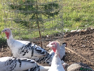 Turkeys poultry - Advert 1