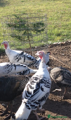 Turkeys poultry - Advert 12