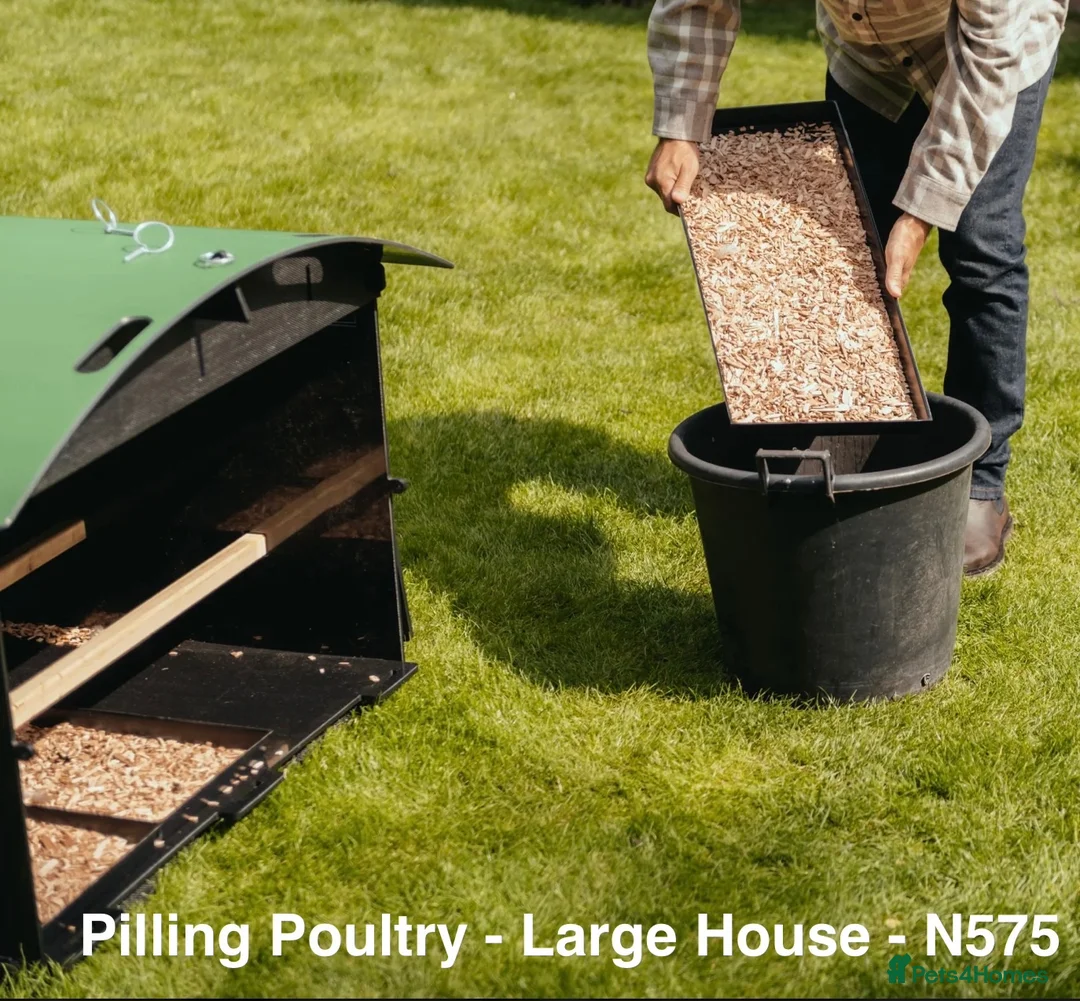 Chickens poultry for sale: Pilling Poultry - Large House - Poultry - Advert 10