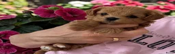 Maltipoo dogs for sale: 💎🧸  Quality Asian Maltipoo DNA clear💎🧸   - Advert 36