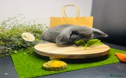 Mini Lop rabbits for sale: Beautiful pure bred Mini Lops  - Image 12