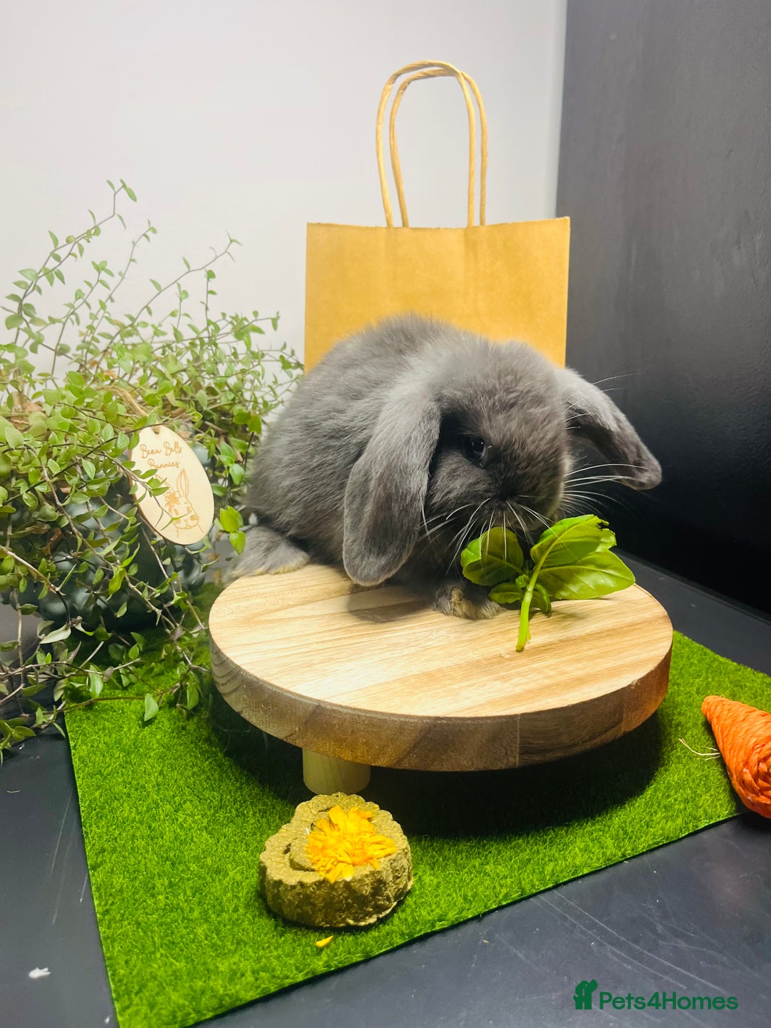 Mini Lop rabbits for sale: Beautiful pure bred Mini Lops  - Image 12
